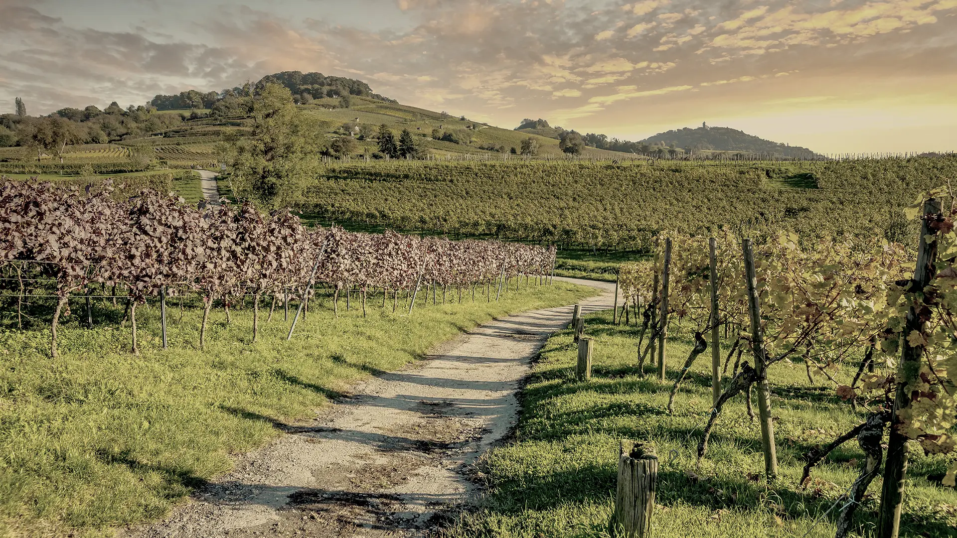 Weinberge Bensheim