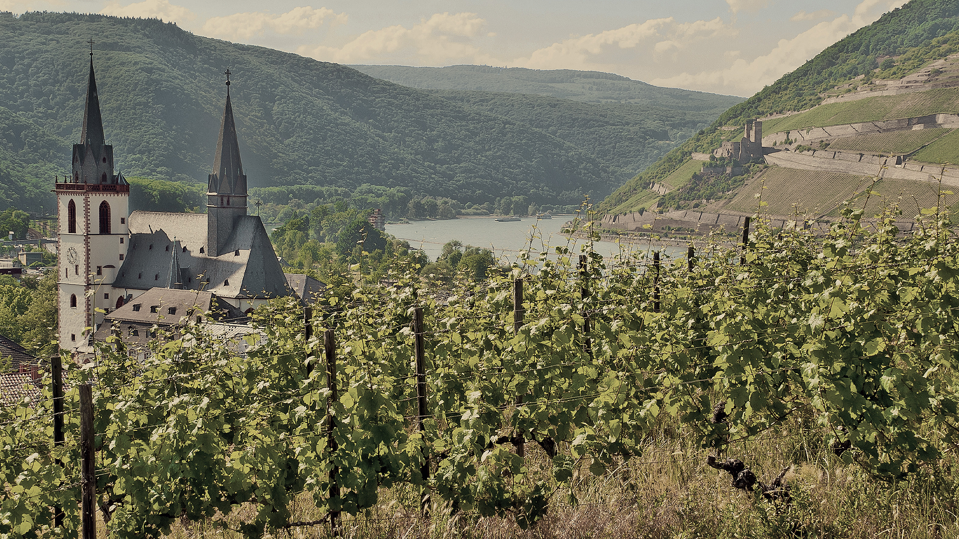 Weinberge am Rhein
